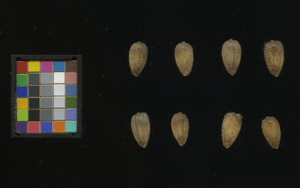 seed