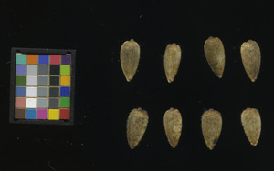 seed