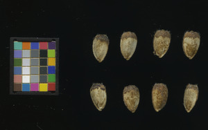 seed
