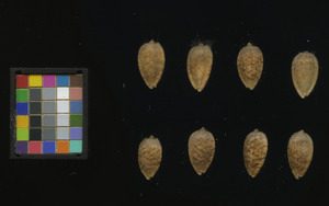 seed