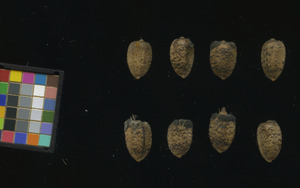 seed