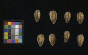 seed