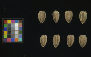 seed