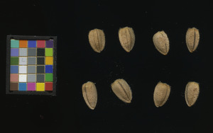 seed