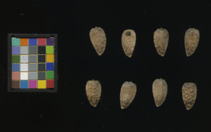 seed