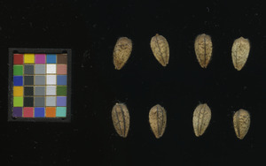 seed