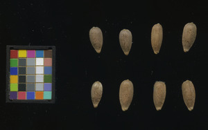 seed
