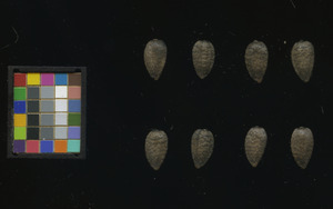 seed