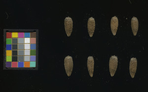 seed