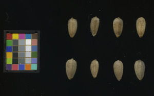 seed