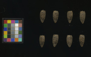 seed