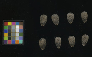 seed