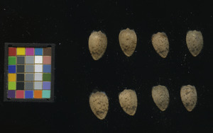 seed