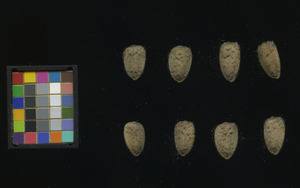 seed