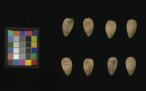 seed