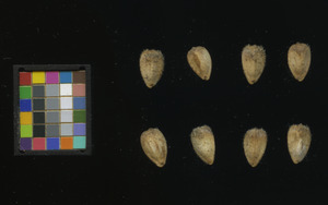 seed