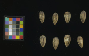 seed