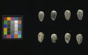 seed