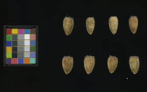 seed