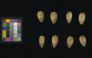 seed