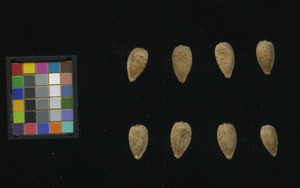 seed