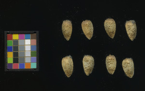 seed