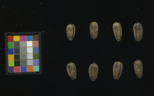 seed