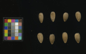 seed