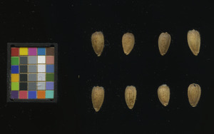seed