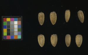 seed