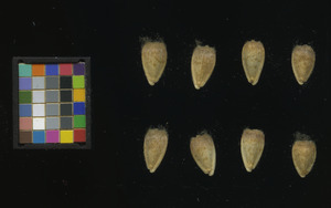 seed