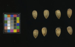 seed