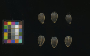 seed
