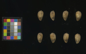 seed