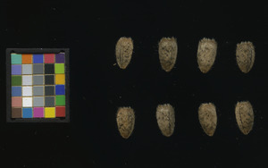 seed