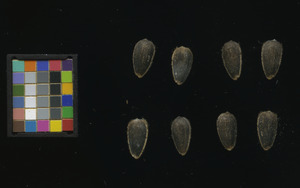 seed