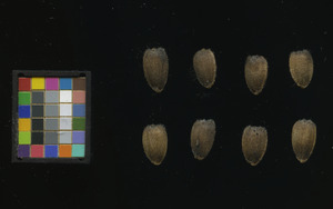 seed