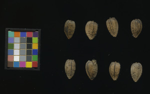 seed