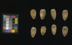 seed