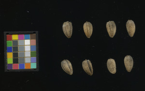 seed
