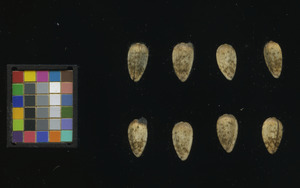 seed