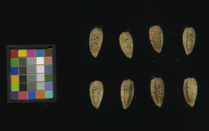 seed