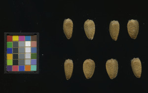 seed