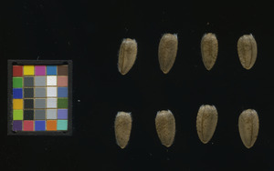 seed