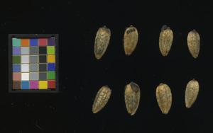 seed