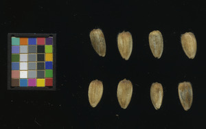 seed