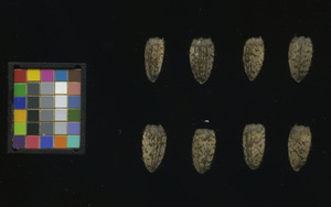seed