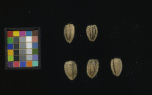 seed