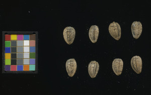 seed