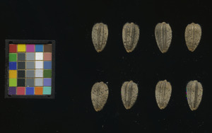 seed